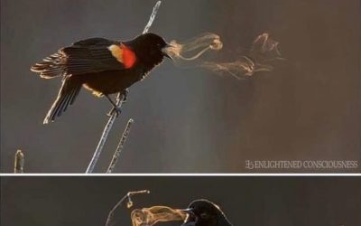 Mobile Biosphere Day 10: See the Music