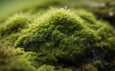 An important lesson we can learn from moss.
