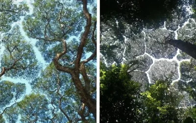 This is Crown Shyness